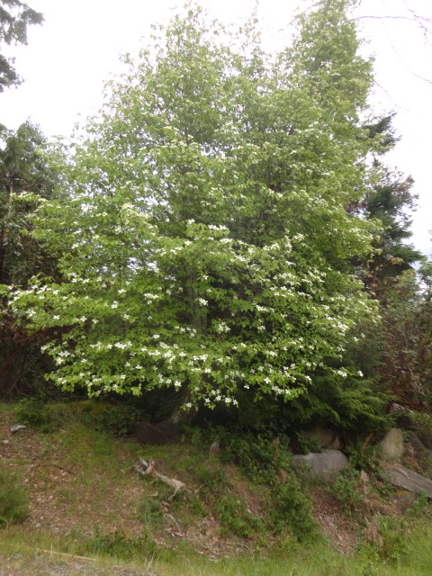 dogwood flowering photo