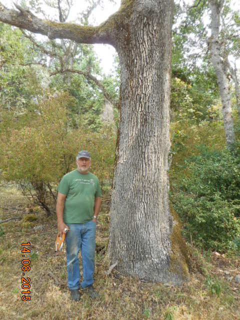 garry oak photo