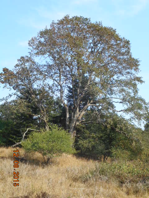 garry oak photo2