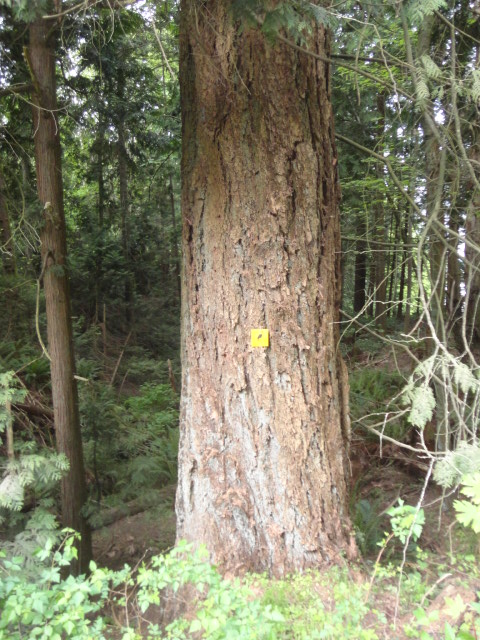 douglas-fir trunk photo