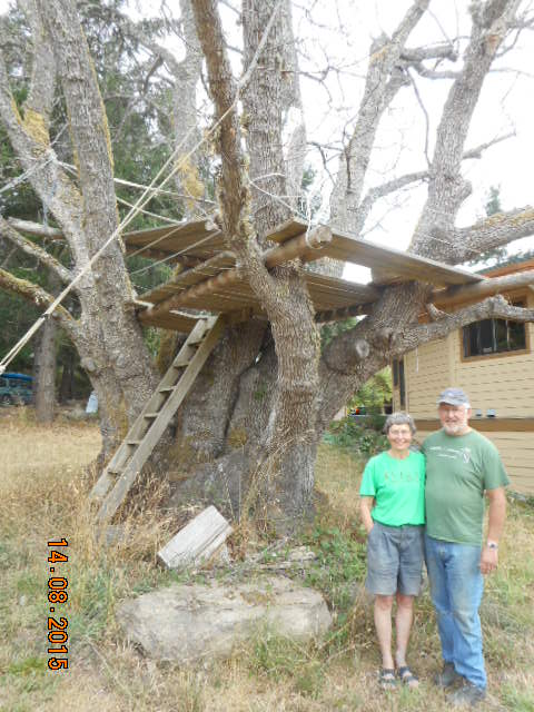 big leaf maple treehouse photo