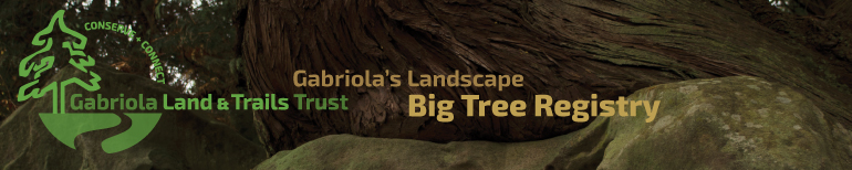 Big Trees on Gabriola Island